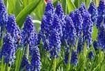 BIOLOGISCH ZAAD BLAUWE DRUIFJES, Ophalen of Verzenden, Gehele jaar, Halfschaduw, Zaad