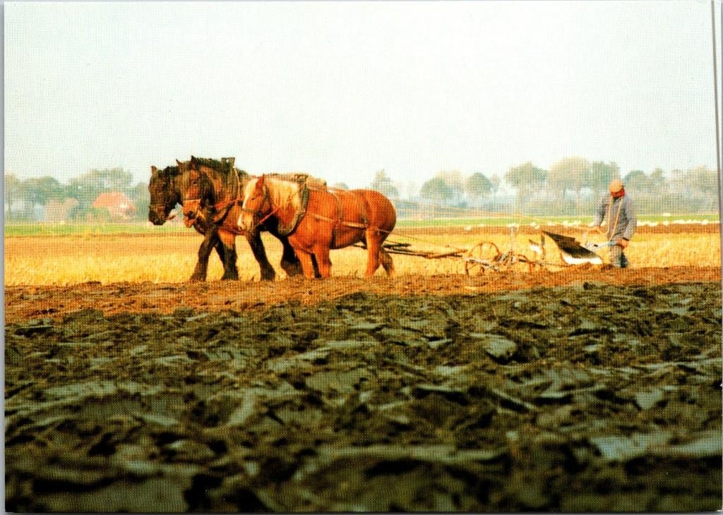 Zeeland - Ovezande trekpaarden (2x), Ophalen of Verzenden, 1960 tot 1980, Ongelopen, Zeeland