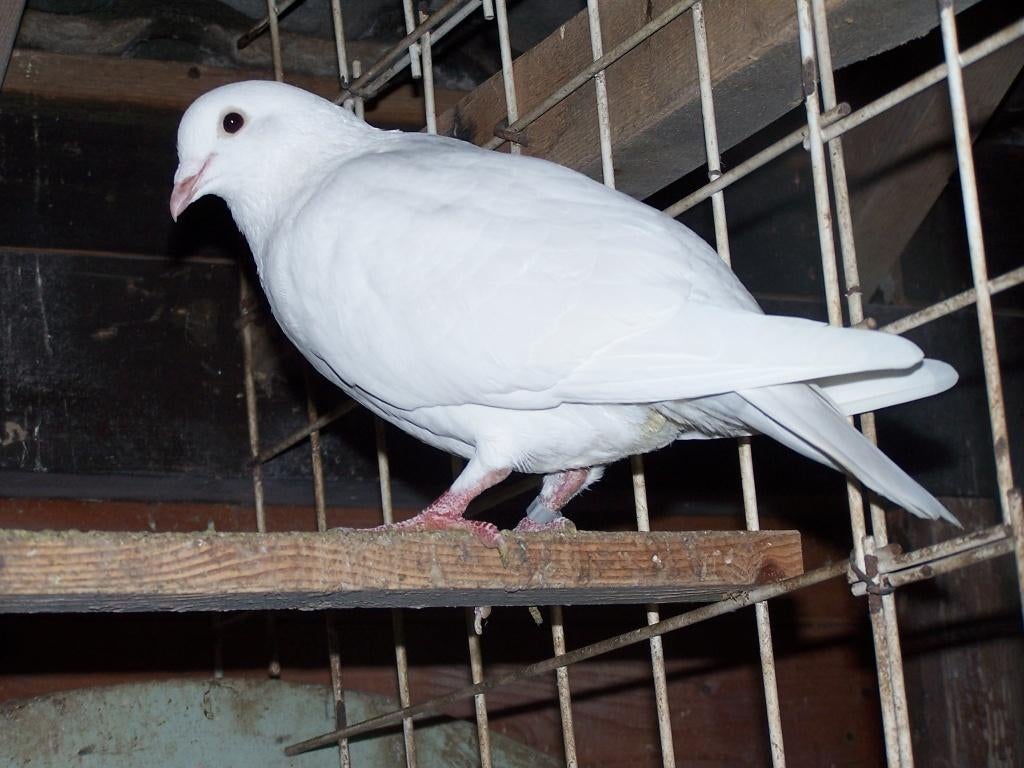 Witte postduiven, Dieren en Toebehoren, Meerdere dieren, Postduif