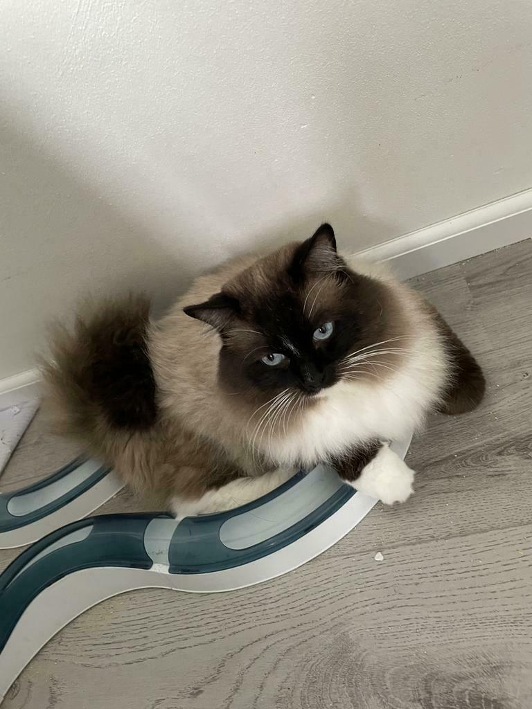 Foto 5 van Ragdoll DNA GETEST(dekkater)NIET TE KOOP