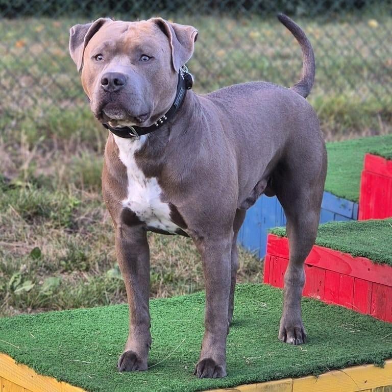 American Bully   (BEWEZEN DEKREU) NIET TE KOOP, Dieren en Toebehoren, Honden | Bulldogs, Pinschers en Molossers, Reu, Overige rassen