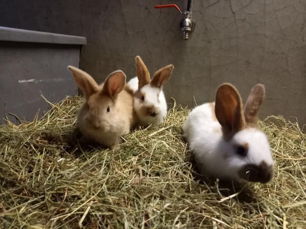 Mooie lieve lotharinger konijnen, Dieren en Toebehoren, Konijnen, Meerdere dieren, Groot