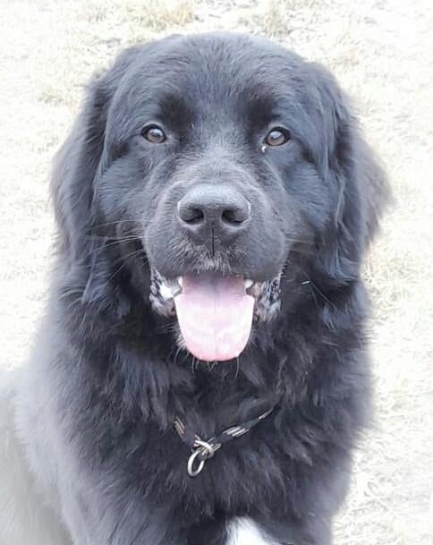 New foundlander x Tatra  dekreu, Dieren en Toebehoren, Reu, 1 tot 2 jaar, Parvo, Eén hond