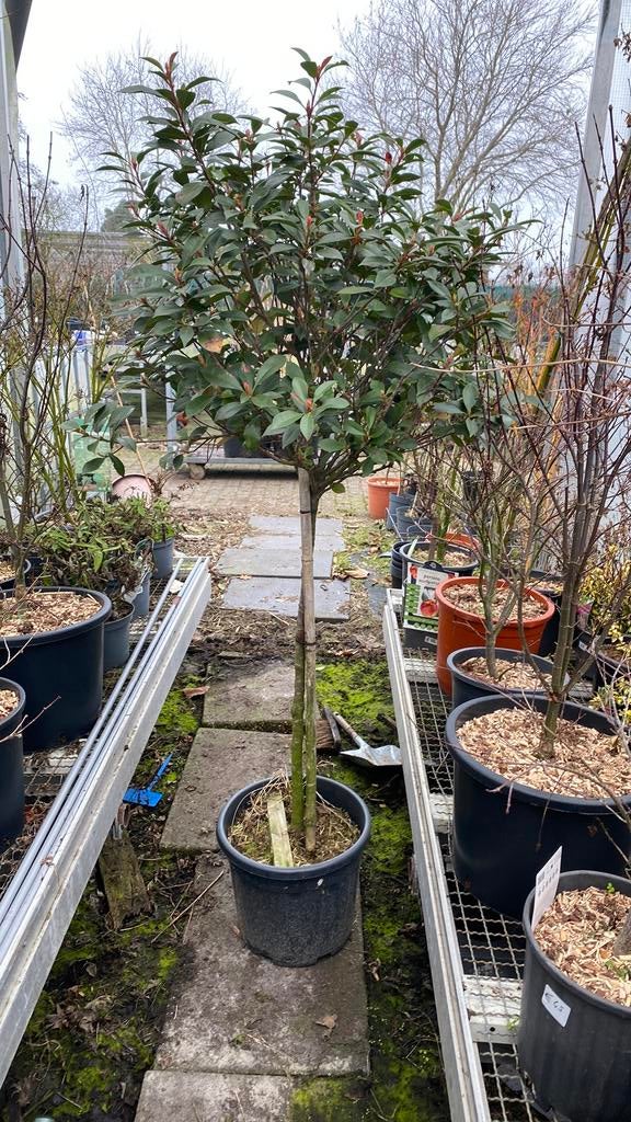 Photinia ‘red robin’ op stam, Tuin en Terras, Planten | Bomen, Ophalen, Lente, Halfschaduw, Overige soorten