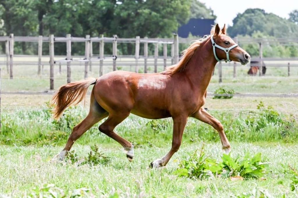 2 jarige 1e premie new forest hengst., Met stamboom, Springpony, 0 tot 2 jaar, Hengst