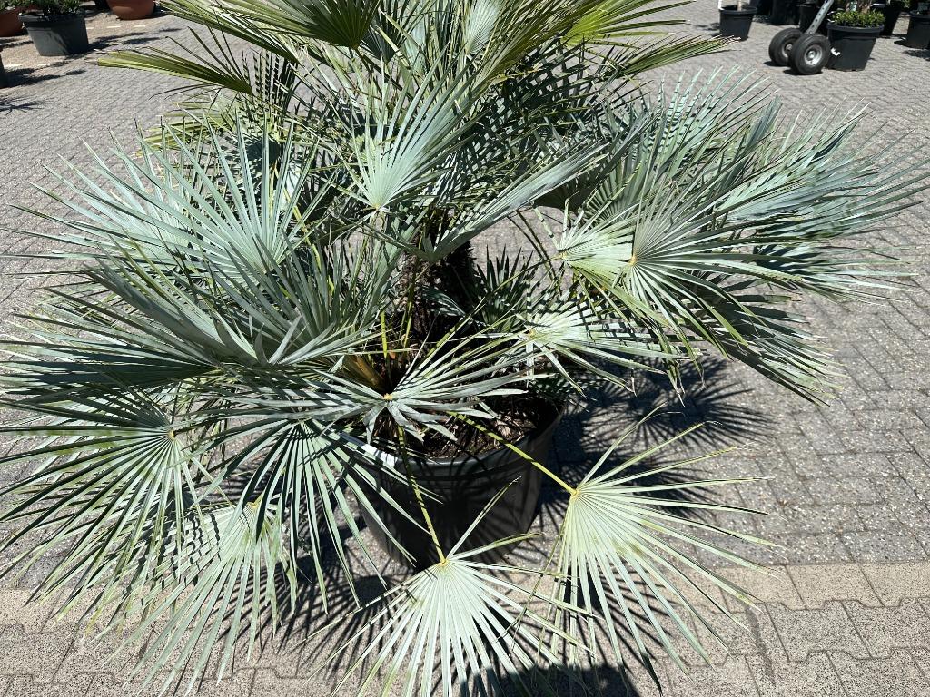Chamaerops humilis Cerifera palmboom te koop, Tuin en Terras, Ophalen of Verzenden, 100 tot 250 cm, Zomer, Palmboom