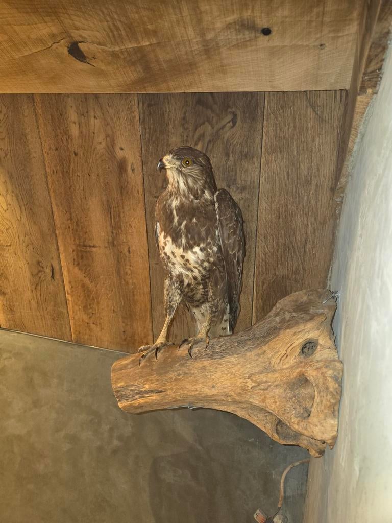opgezette buizerd  jonge mooie vogel, Ophalen of Verzenden