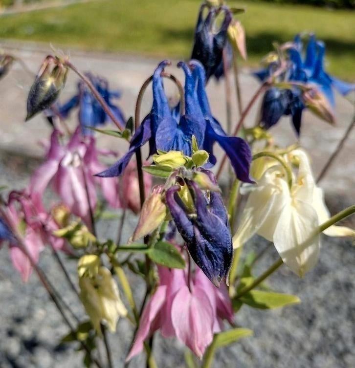 Zaden Akelei mix - Aquilegia vulgaris, Verzenden, Voorjaar, Volle zon, Zaad