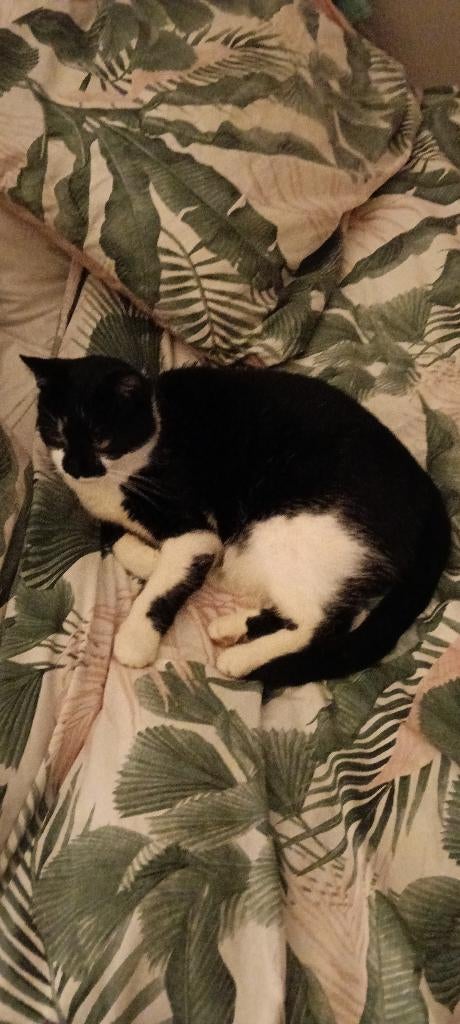 Zorgen voor een kat of hond, Pension of Dagopvang