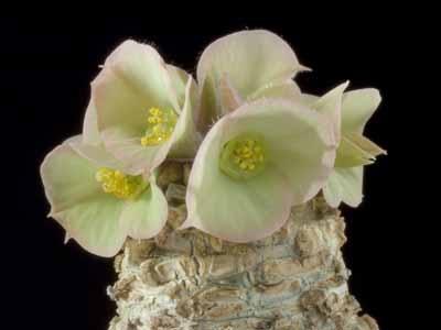 Euphorbia Ankarensis Noord-West Madagaskar 12cm pot, Overige soorten, In pot, Minder dan 100 cm, Bloeiende kamerplant