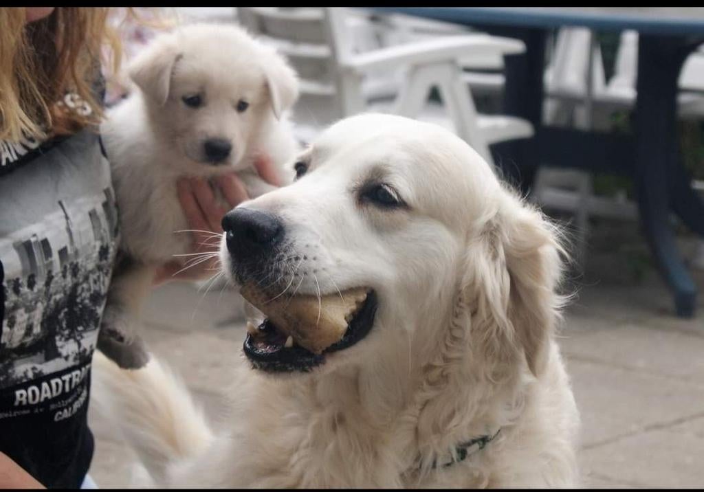 Golden retriever dekreu, Parvo, Reu, Eén hond, 3 tot 5 jaar