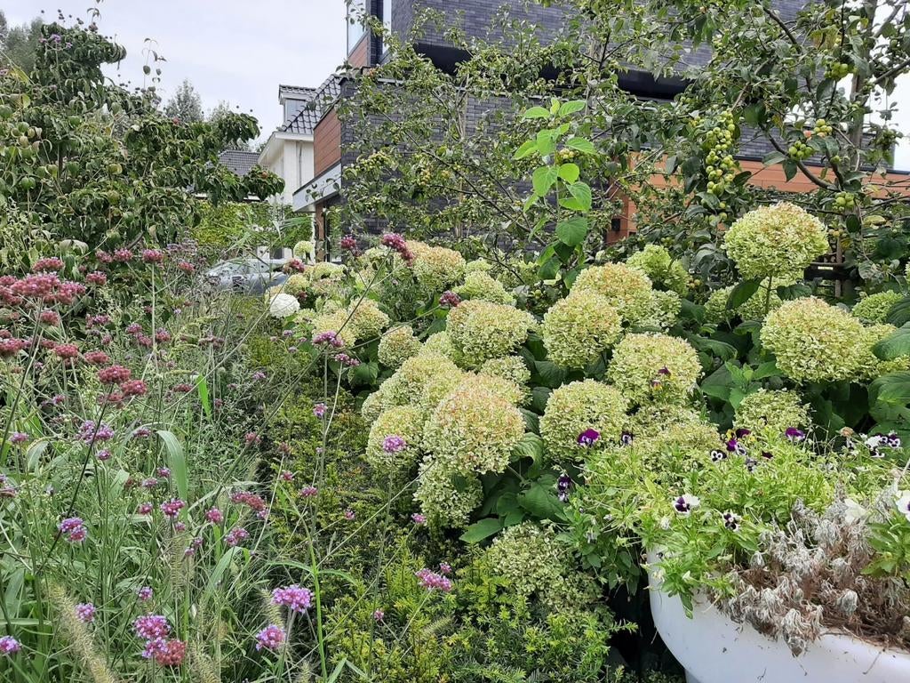 TUINMAN | HOVENIER, Diensten en Vakmensen, Tuinmannen en Stratenmakers, Bestrating, Hekwerk of Schuttingen, Tuin- of Vijveraanleg