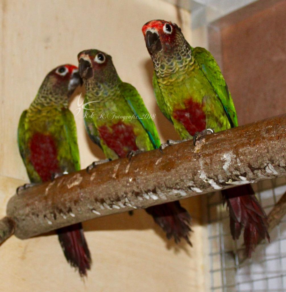 Pyrrhura Roseifrons, Dieren en Toebehoren, Meerdere dieren, Parkiet, Geringd