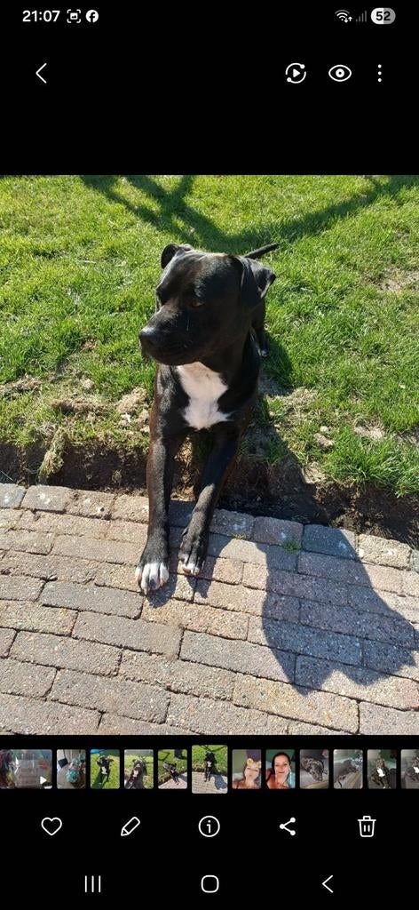 Niet te koop! lieve dekreu spike zoekt teefje, Reu, Eén hond, 3 tot 5 jaar, Nederland