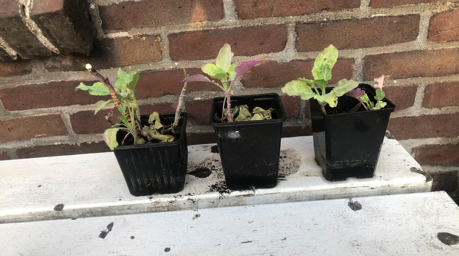 Biologische Eeuwig moes stekjes 🌱, Tuin en Terras, Ophalen, Bloeit niet, Halfschaduw, Groenteplanten