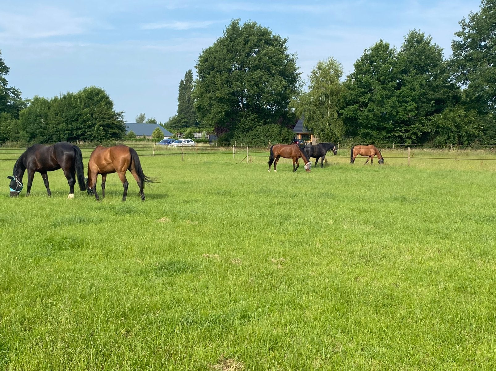 Pensionstal. Stalling met weidegang, Weidegang, 1 paard of pony