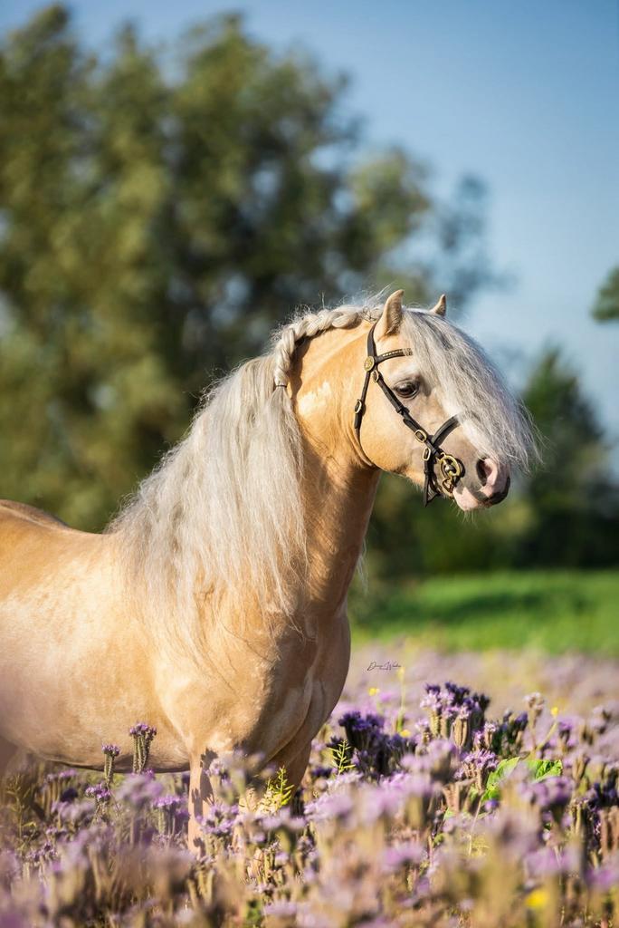 Ter dekking: Palomino Welsh A | Hengstveulen te koop., Dieren en Toebehoren, Hengst