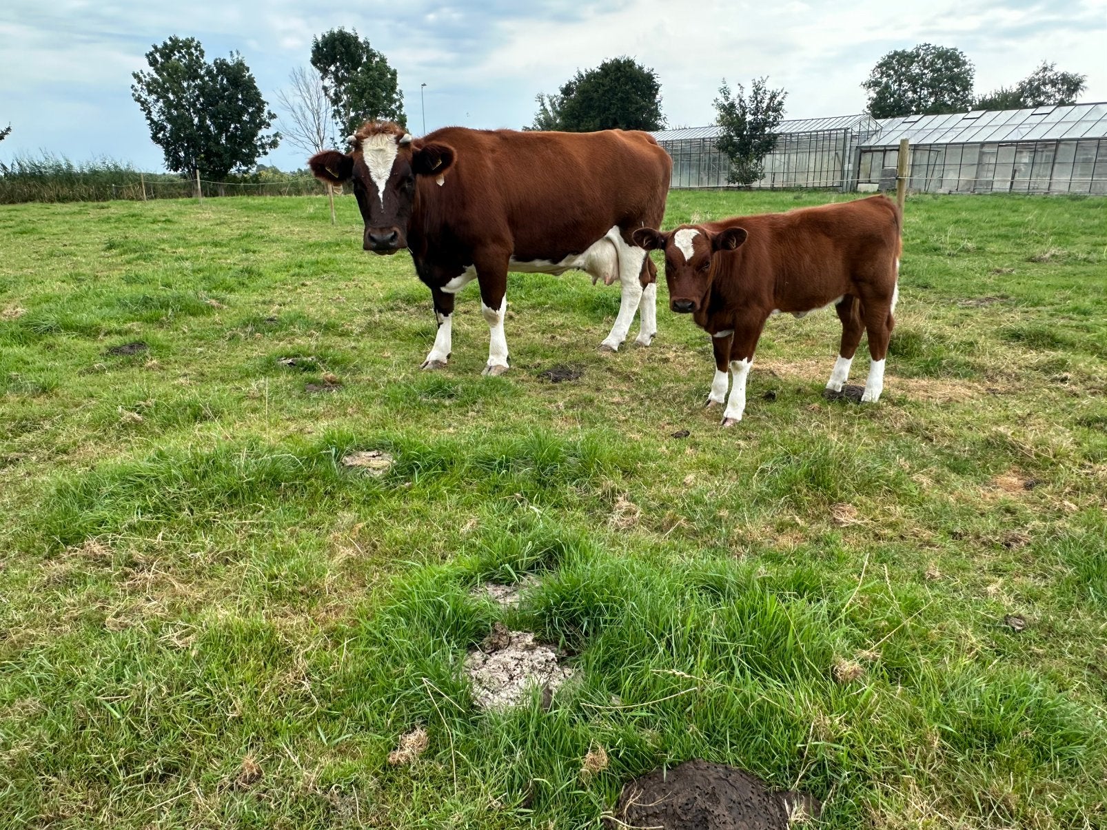 Brandrode koe met vaars kalf, Dieren en Toebehoren, Runderen, Vrouwelijk, 3 tot 6 jaar