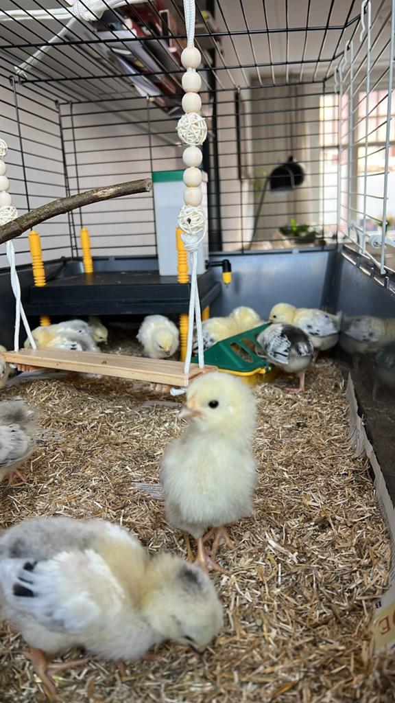 🐣 Compleet kuikenpakket met alles erop en eraan 🐥, Meerdere dieren, Kip