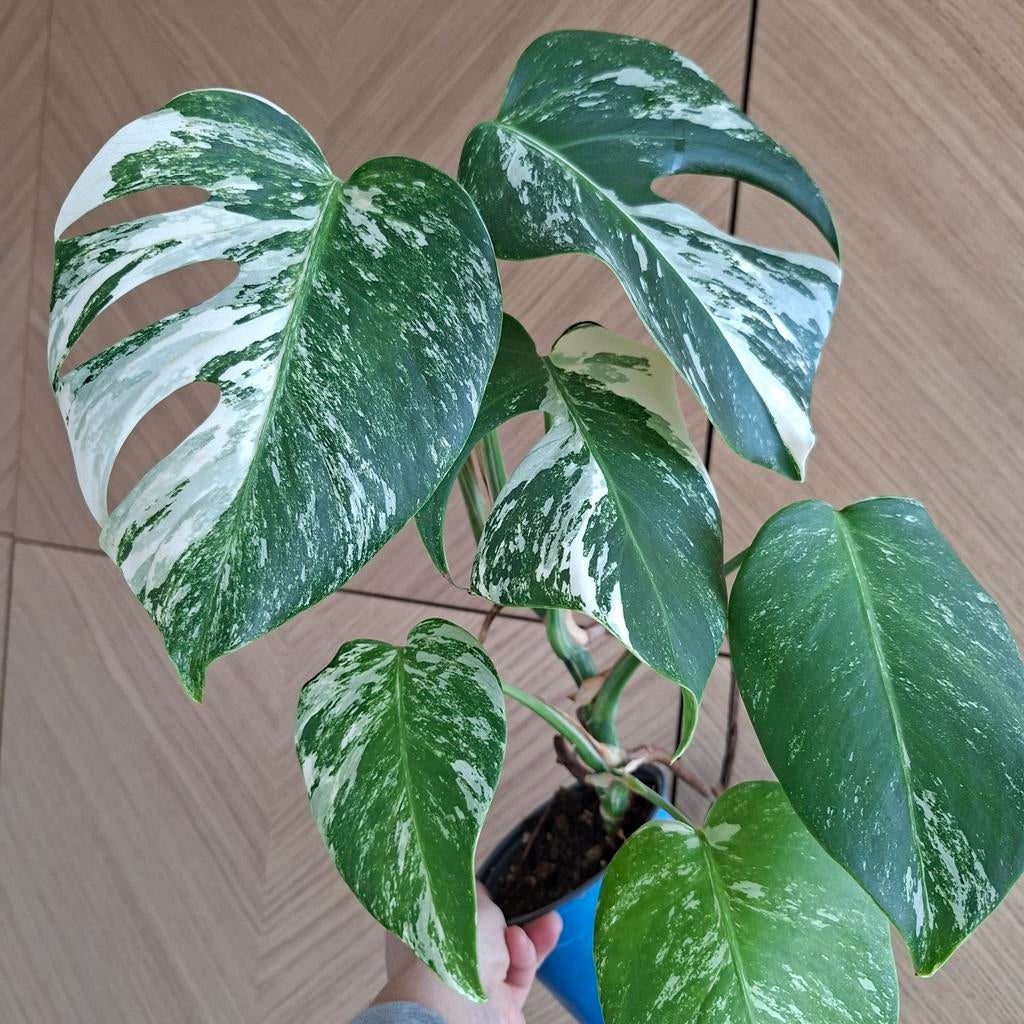 Monstera albo variegata plant, Huis en Inrichting, Kamerplanten, Ophalen of Verzenden, Halfschaduw, Minder dan 100 cm