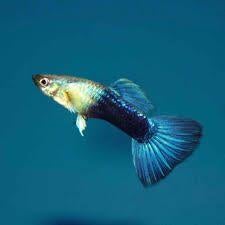 Poecilia reticulata TURQUISE BLUE TAIL, Vis, Zoetwatervis