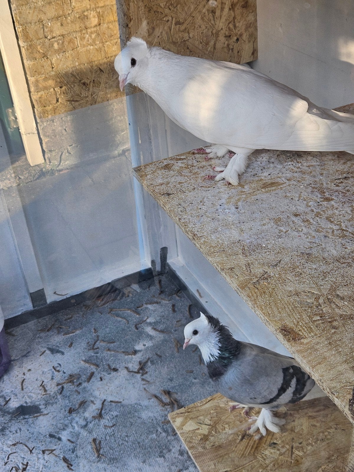 Koppel takla., Meerdere dieren, Tuimelaar of Roller