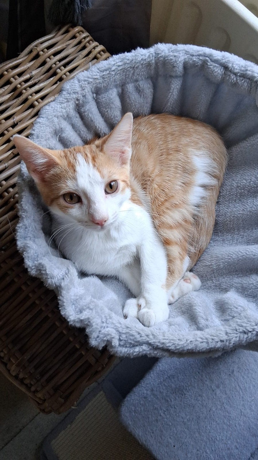 2 leuke kittens zoeken een huisje, Dieren en Toebehoren, Meerdere dieren, Kortharig, 0 tot 2 jaar