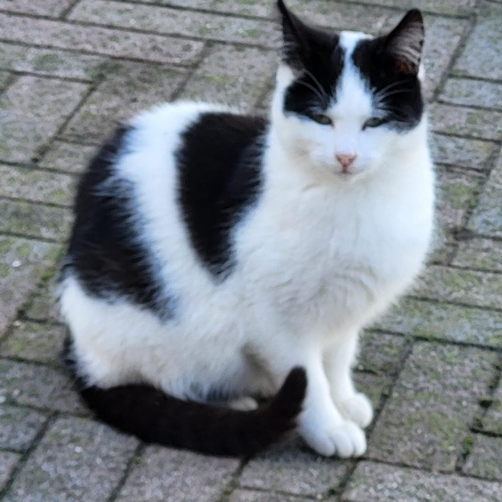 Boerderij katten aangeboden, Dieren en Toebehoren, Meerdere dieren