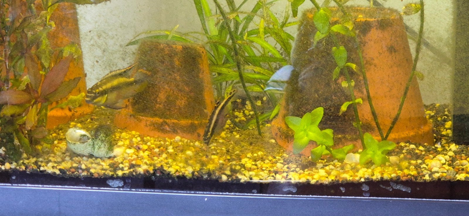 kersenbuiken koppel, Dieren en Toebehoren, Vissen | Aquariumvissen, Vis