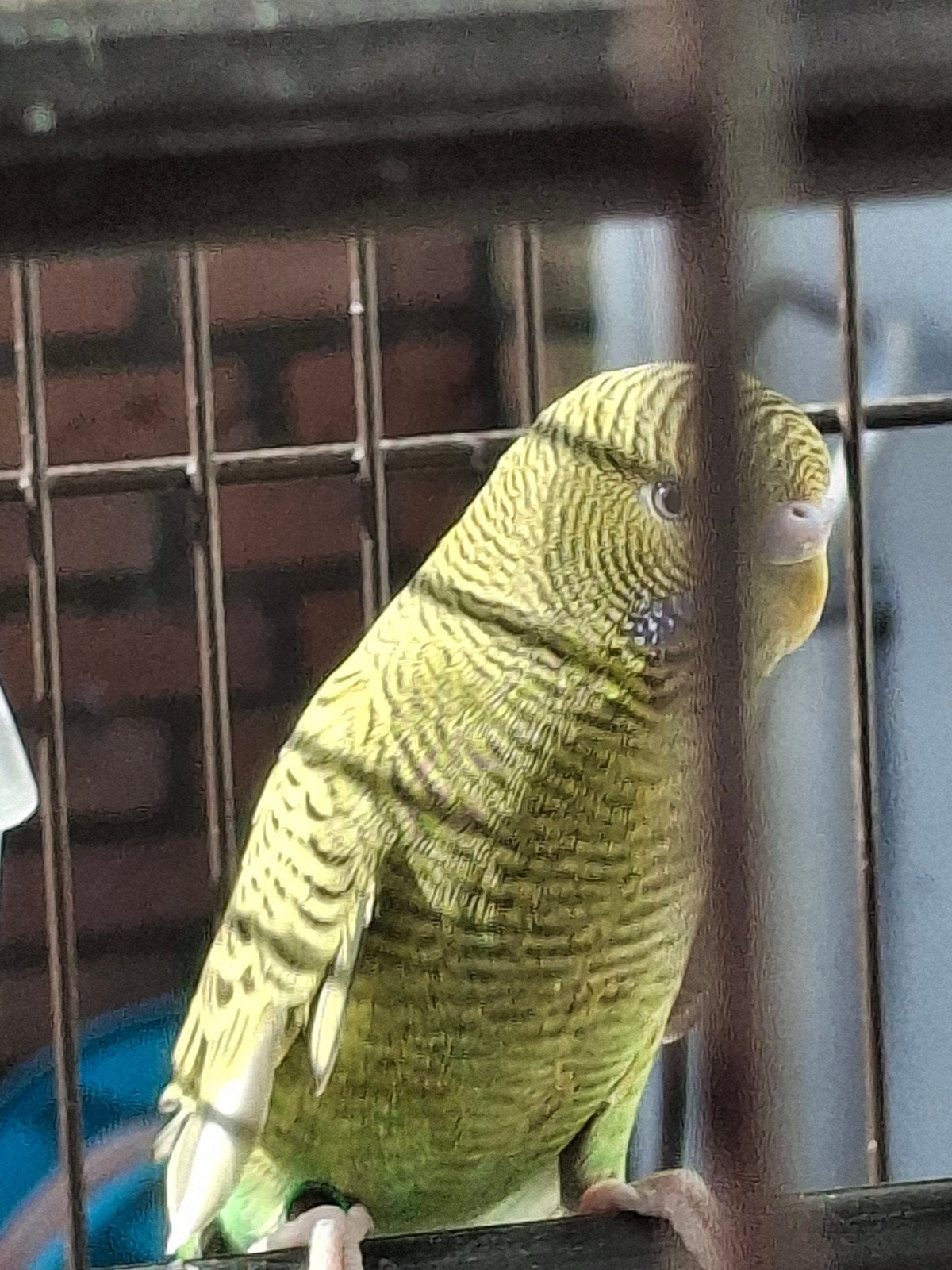 kooi inclusief met parkiet, Ophalen of Verzenden, Zo goed als nieuw, Metaal, Vogelkooi