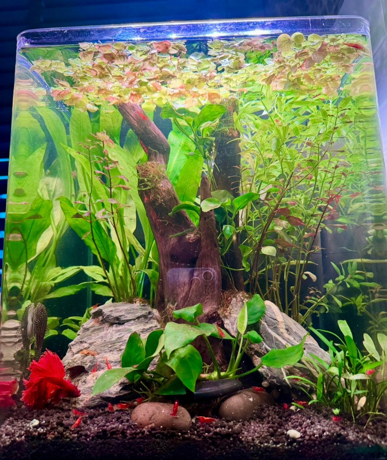 Dennerle - Nanocube compleet + inhoud, Ophalen of Verzenden, Zo goed als nieuw, Gevuld zoetwateraquarium