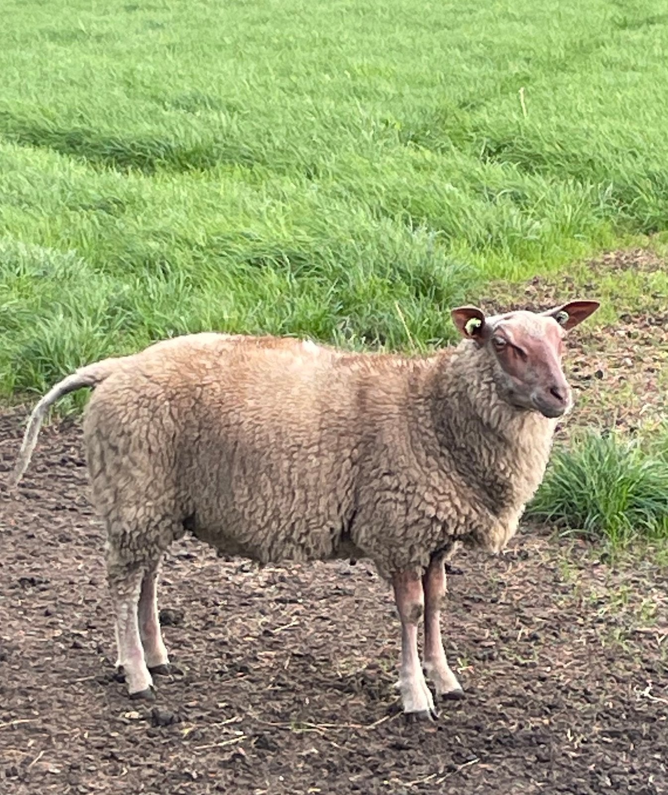 Rouge de l’ouest ram, Dieren en Toebehoren, Mannelijk, Schaap