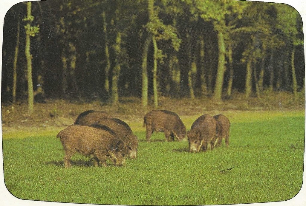 Dieren- -Wilde zwijnen., Ophalen of Verzenden, 1980 tot heden, Gelopen, Wild dier