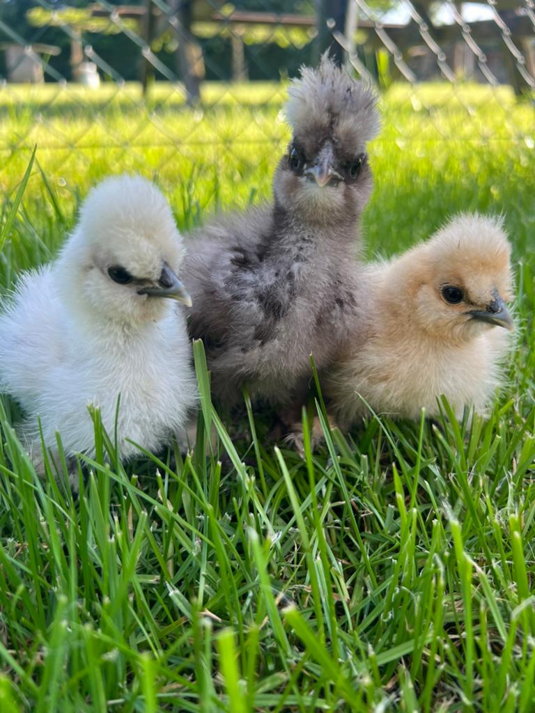 3 hennen Usa zijdehoen kuikens🐥2,5wk geent💯% hen garantie✅, Dieren en Toebehoren, Pluimvee, Vrouwelijk, Kip