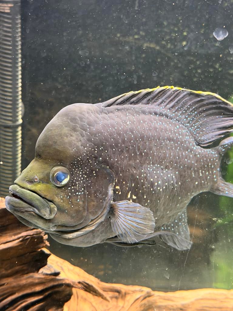 Paratilapia Polleni Koppel – Starry Night Cichlids, Dieren en Toebehoren, Vissen | Aquariumvissen, Vis