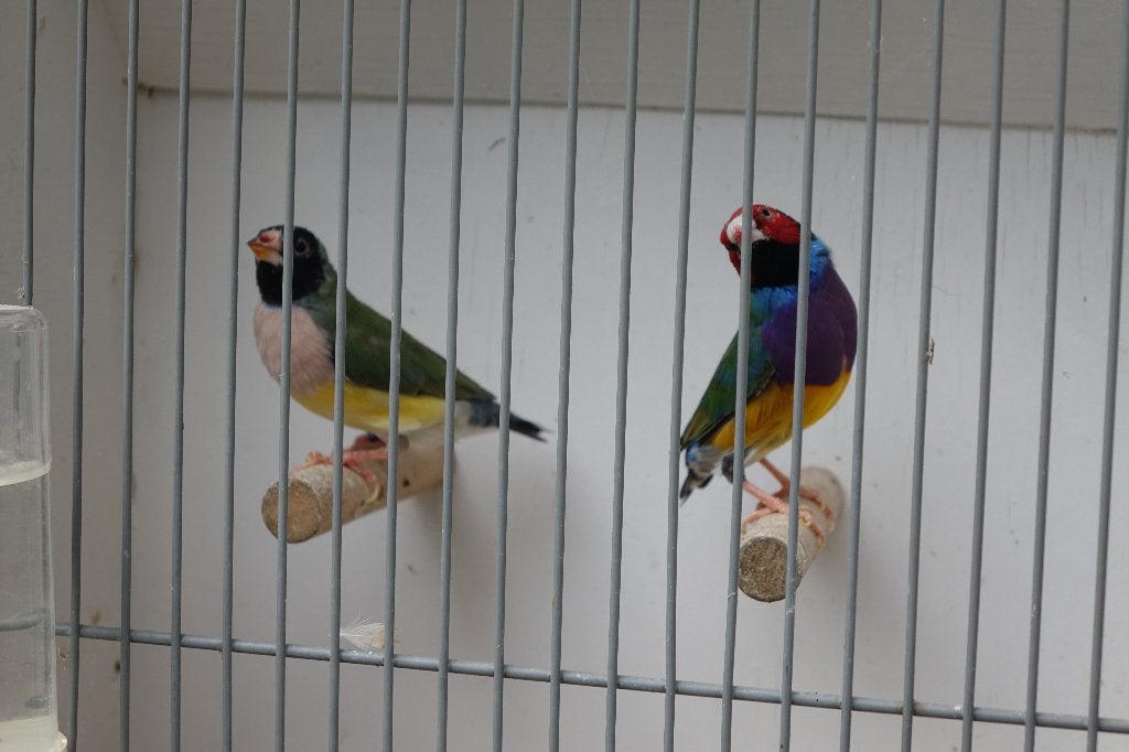 koppel Gouldamadines, Dieren en Toebehoren, Meerdere dieren, Tropenvogel