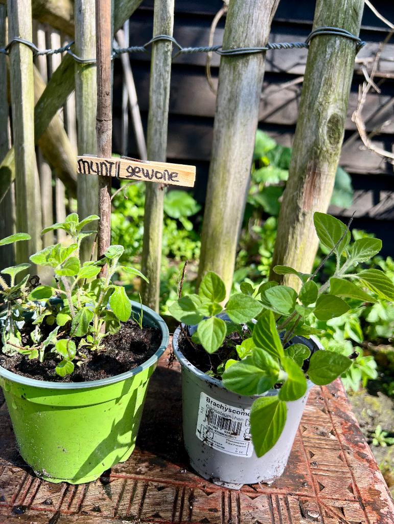 GEWONE MUNT Planten Mentha uit Biologische tuin Vaste plant, Ophalen, Volle zon, Vaste plant, Kruiden