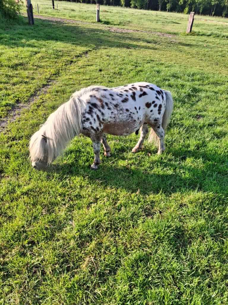 Appellosa hengst 6jaarongeveer 77cm, Dieren en Toebehoren, Pony's, Hengst, A pony (tot 1.17m), 0 tot 2 jaar