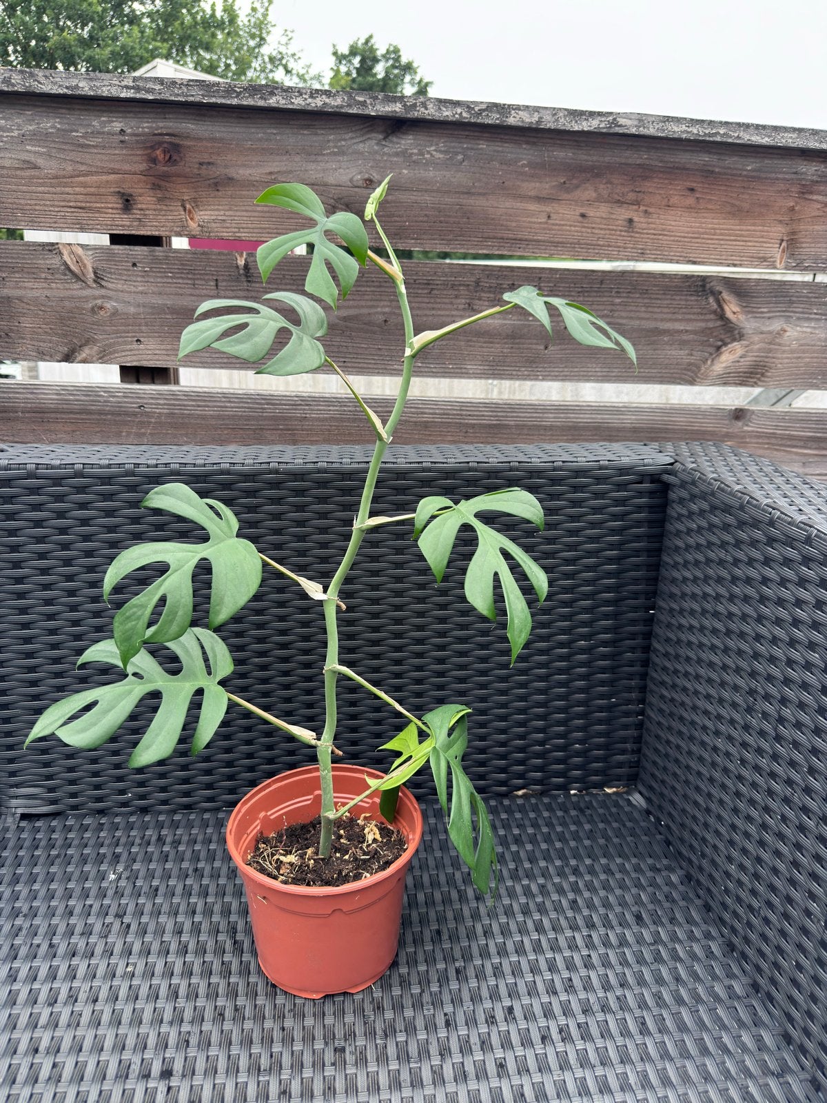 Mini Monstera (Rhaphidophora Tetrasperma), Ophalen