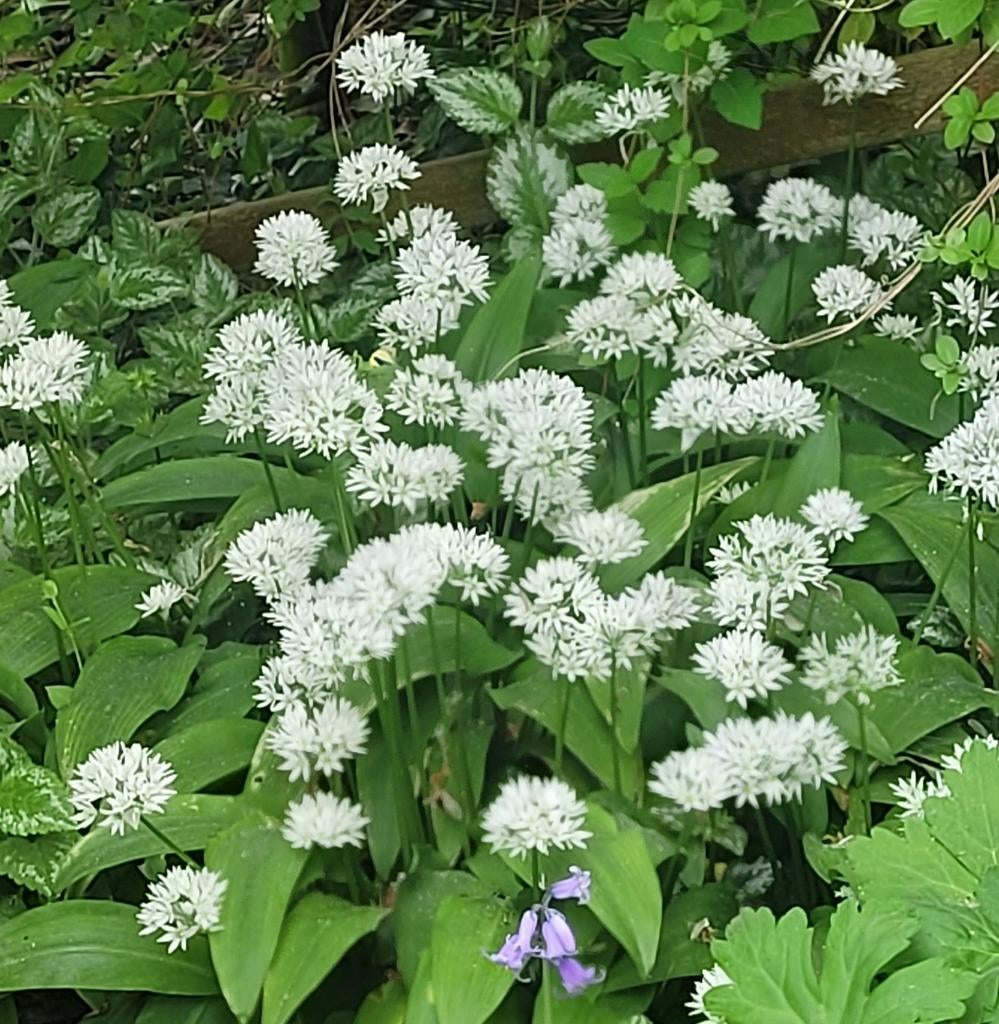 Daslook ( grote pol uit de tuin), Ophalen, Overige soorten, Volle zon