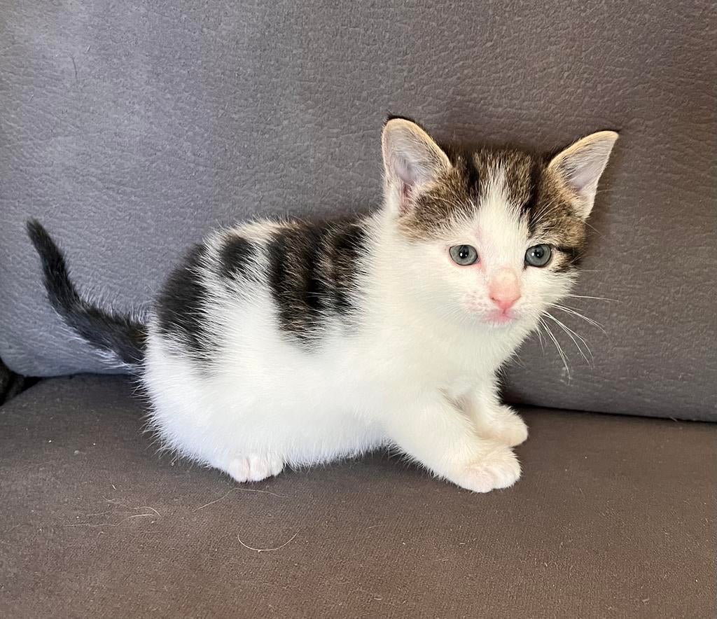 KITTENS nog 1 katertje te koop, Dieren en Toebehoren, Katten en Kittens | Overige Katten, Kortharig, Meerdere dieren, 0 tot 2 jaar