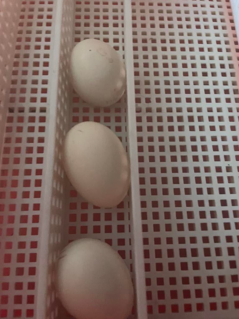 Broedeieren zijdehoender groot gebaard, Ophalen, Zo goed als nieuw, Overige typen