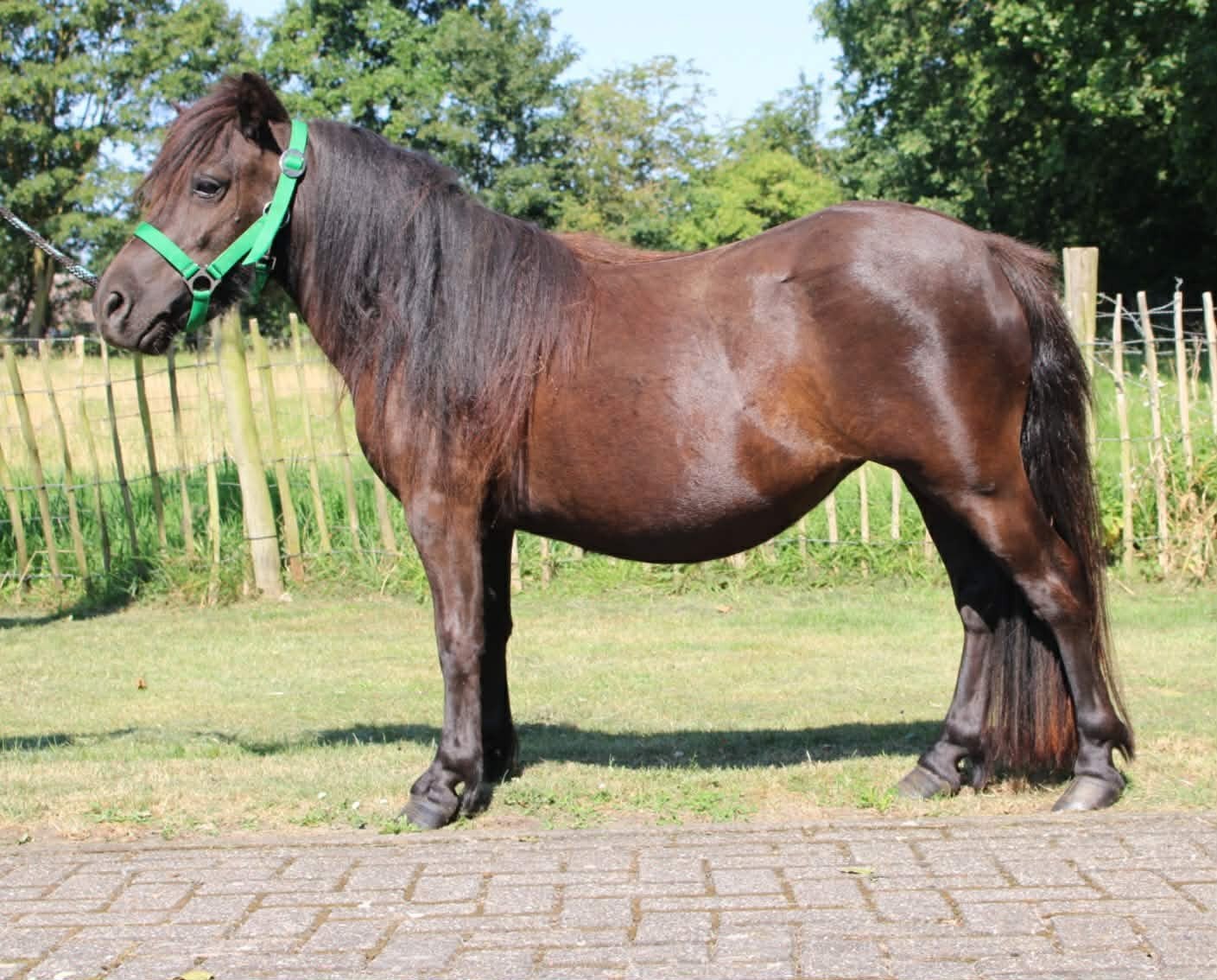 Te koop 2 prachtige Shetlander merries, Dieren en Toebehoren, Pony's, Merrie, A pony (tot 1.17m), 0 tot 2 jaar
