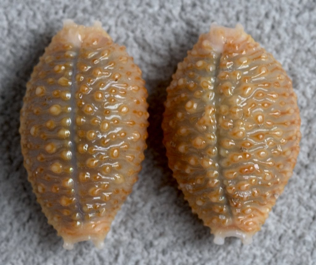 Schelpen: Cypraea nucleus gemmosa 15-16mm (Gem) Polynesië, Ophalen of Verzenden, Schelp(en)