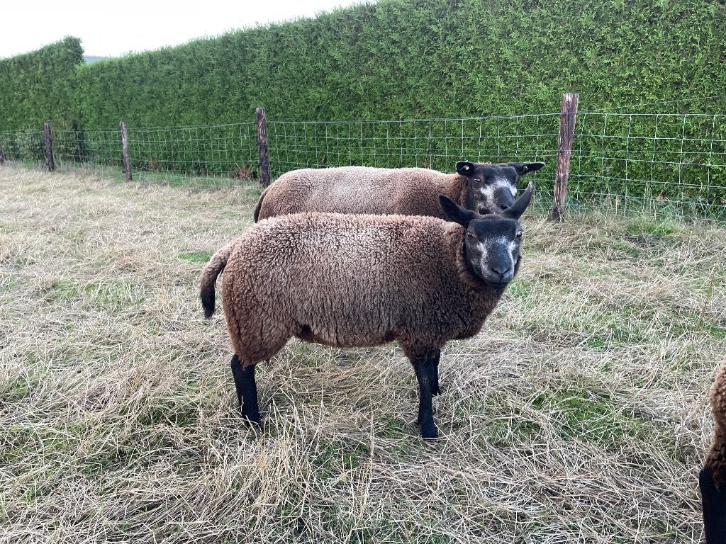 3 Blauwe texelaar ooilammeren, Vrouwelijk, Schaap, 0 tot 2 jaar