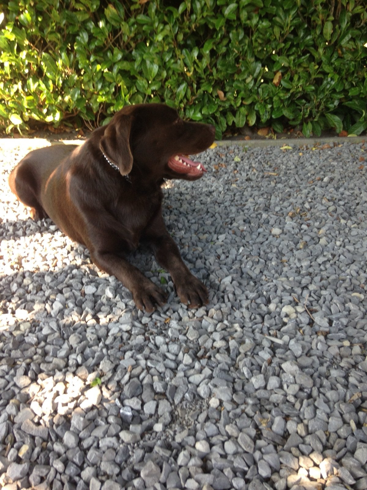 Te koop gevraagd  een lieve volwassen labrador, Dieren en Toebehoren, Reu, 1 tot 2 jaar, Labrador retriever, Parvo