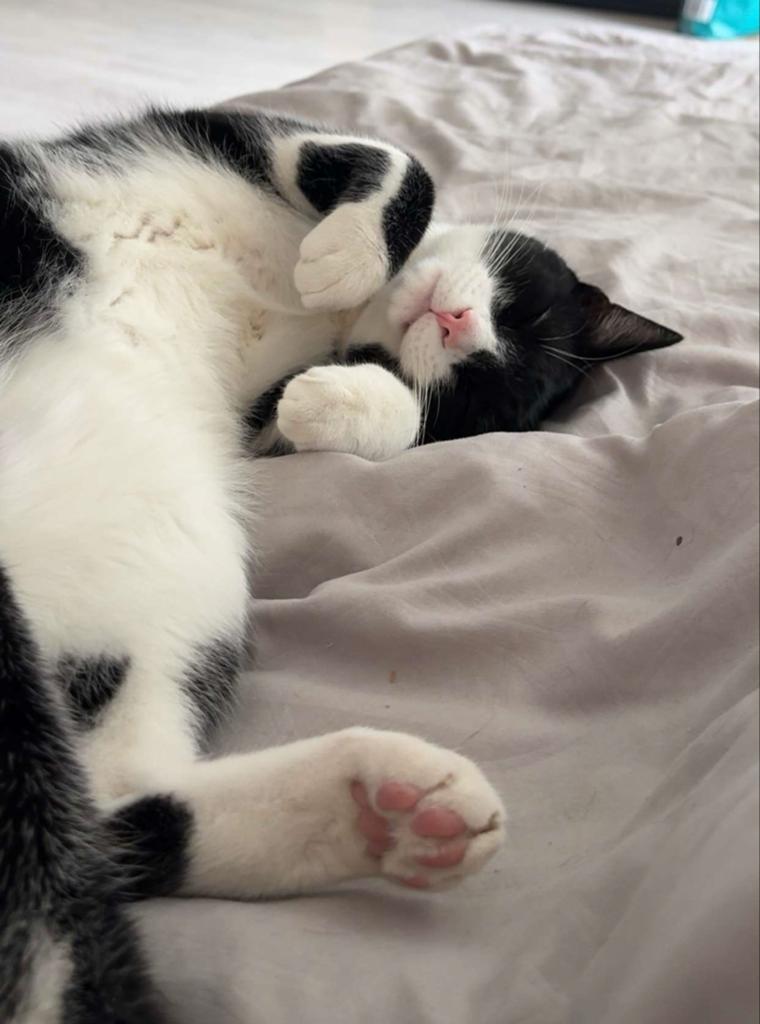 Lieve kat van 2 jaar, Kater