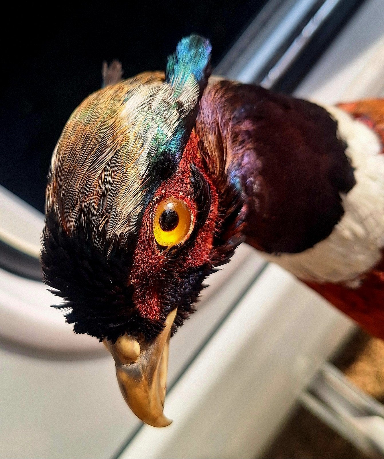 Opgezette Franse fazant., Verzamelen, Dierenverzamelingen, Ophalen of Verzenden, Zo goed als nieuw, Vogel, Opgezet dier