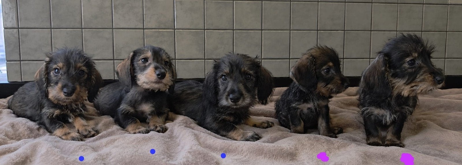 Ruwharige dwergteckel puppy's, 8 tot 15 weken, Dwerg, Meerdere, Meerdere dieren