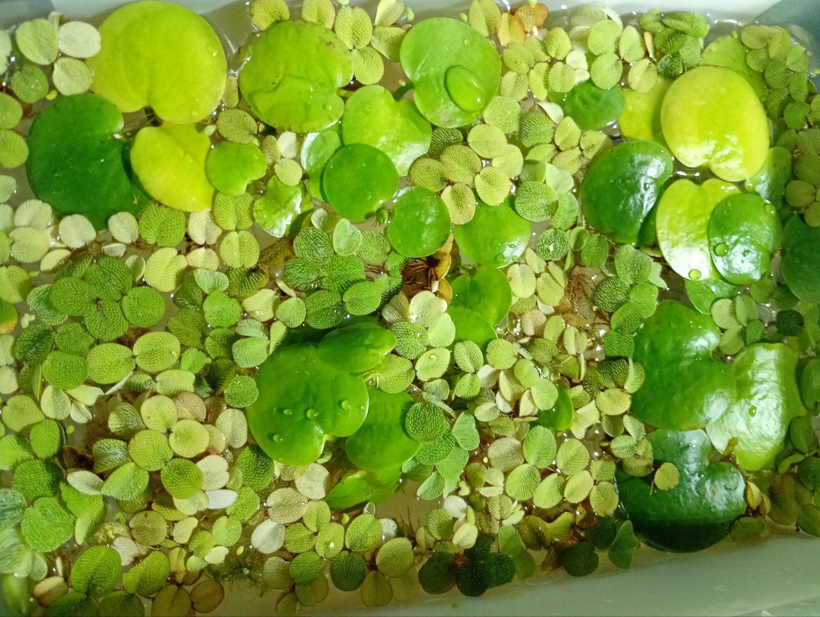 drijfplanten 2 soorten bak vol, Dieren en Toebehoren, Ophalen